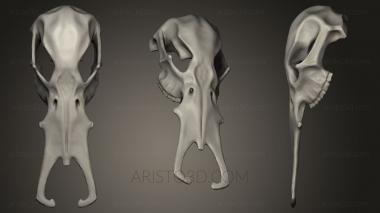 Anatomy of skeletons and skulls (ANTM_0037) 3D model for CNC machine